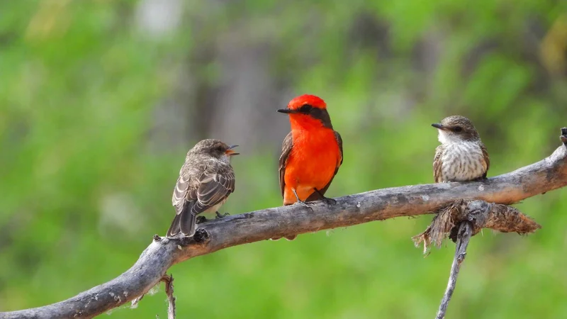Monte Crocker | Vermillion flycatcher | Galapagos Islands Monte Crocker | Vermillion flycatcher | Galapagos Islands
