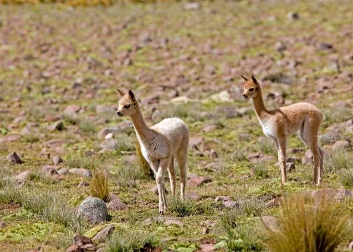 Vicuna, vicugna vicugna - Pampas Galeras Reserve in Peru