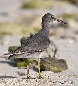 Wandering tattlers 