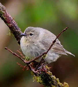 Warbler finch