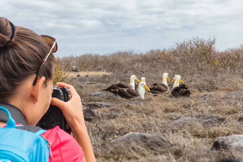 Albatros Galapagos Islands