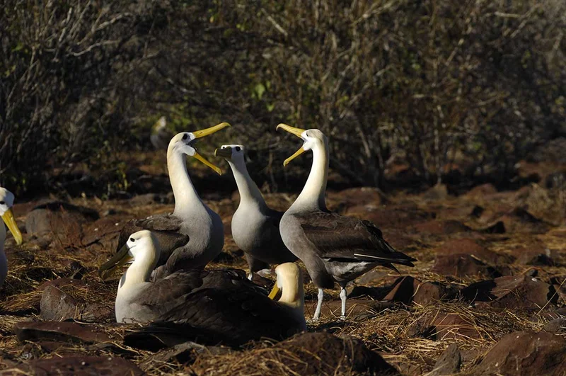 Galapagos catamaran eastern islands vacation itinerary 8 days M/C Anahi