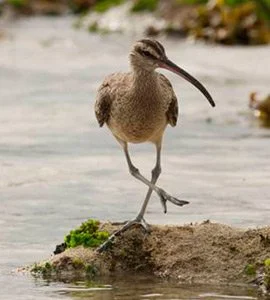 Whimbrels 