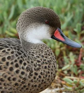 White-cheeked pintail duck