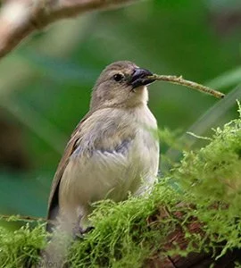 Woodpecker finch