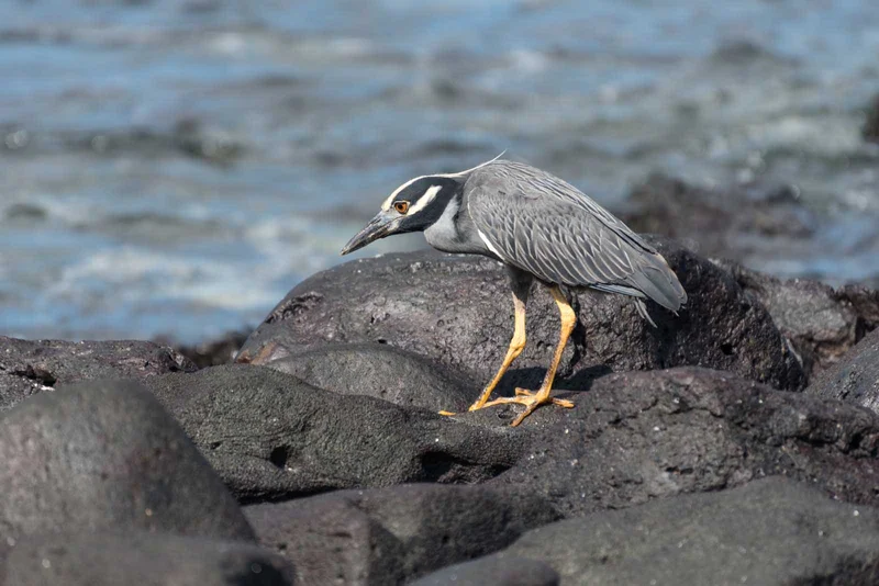 Punta Suarez | Yellow-crowned Night Heron | Galapagos Islands Punta Suarez | Yellow-crowned Night Heron | Galapagos Islands