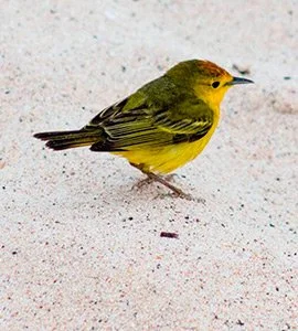 Yellow warbler