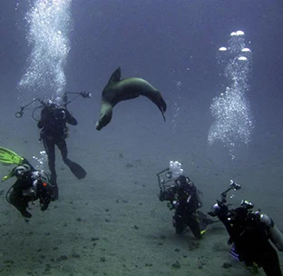 Diving | Bartolome Island | Ecuador