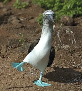 Blue-footed boobies Blue-footed boobies