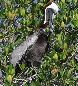 Brown pelicans 