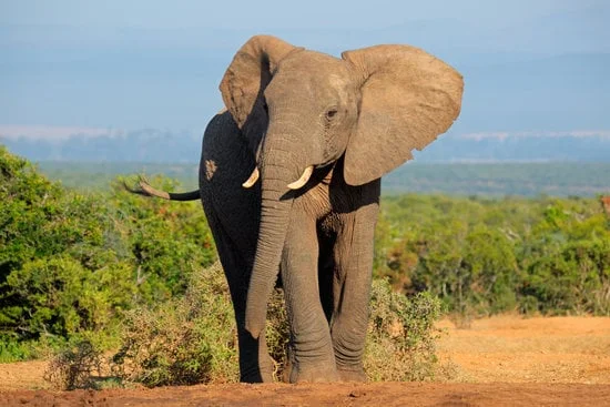 Dolphins, whales, bears… these are the best cruises for seeing wildlife