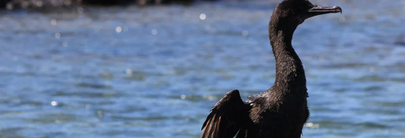 Galapagos animals that you can’t find anywhere else