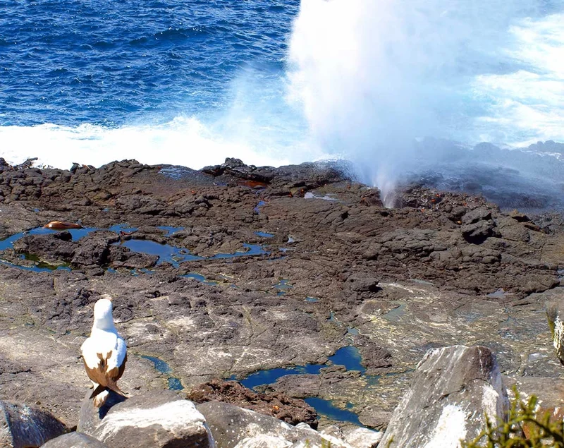 Galapagos East 8-Day: Española & San Cristóbal