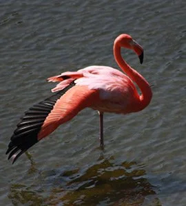 Flamingos Flamingos