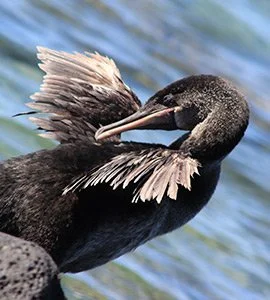 Flightless cormorant 