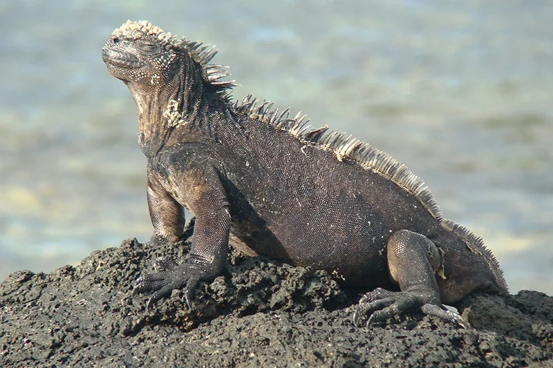 The Galapagos Yacht Charter Experience