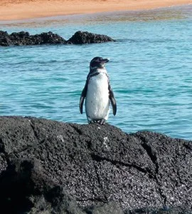 Galapagos penguin