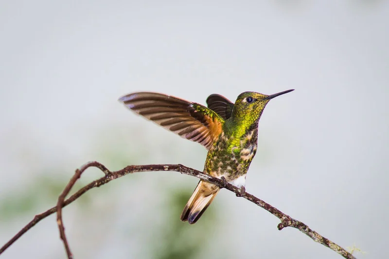 Hummingbird | Mindo Cloudforest | Ecuador