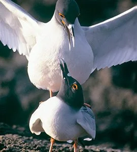 Lava gulls
