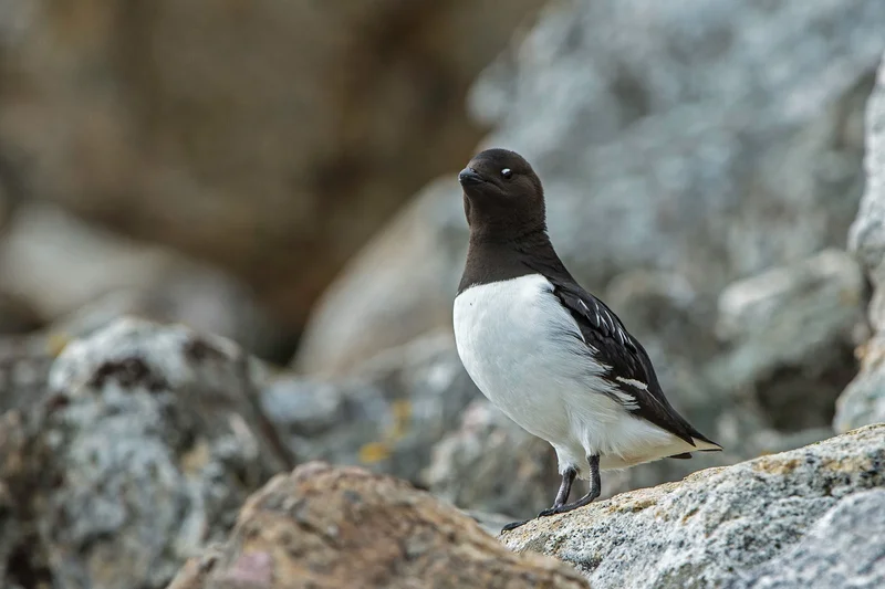 Little Auk (Dovekie)