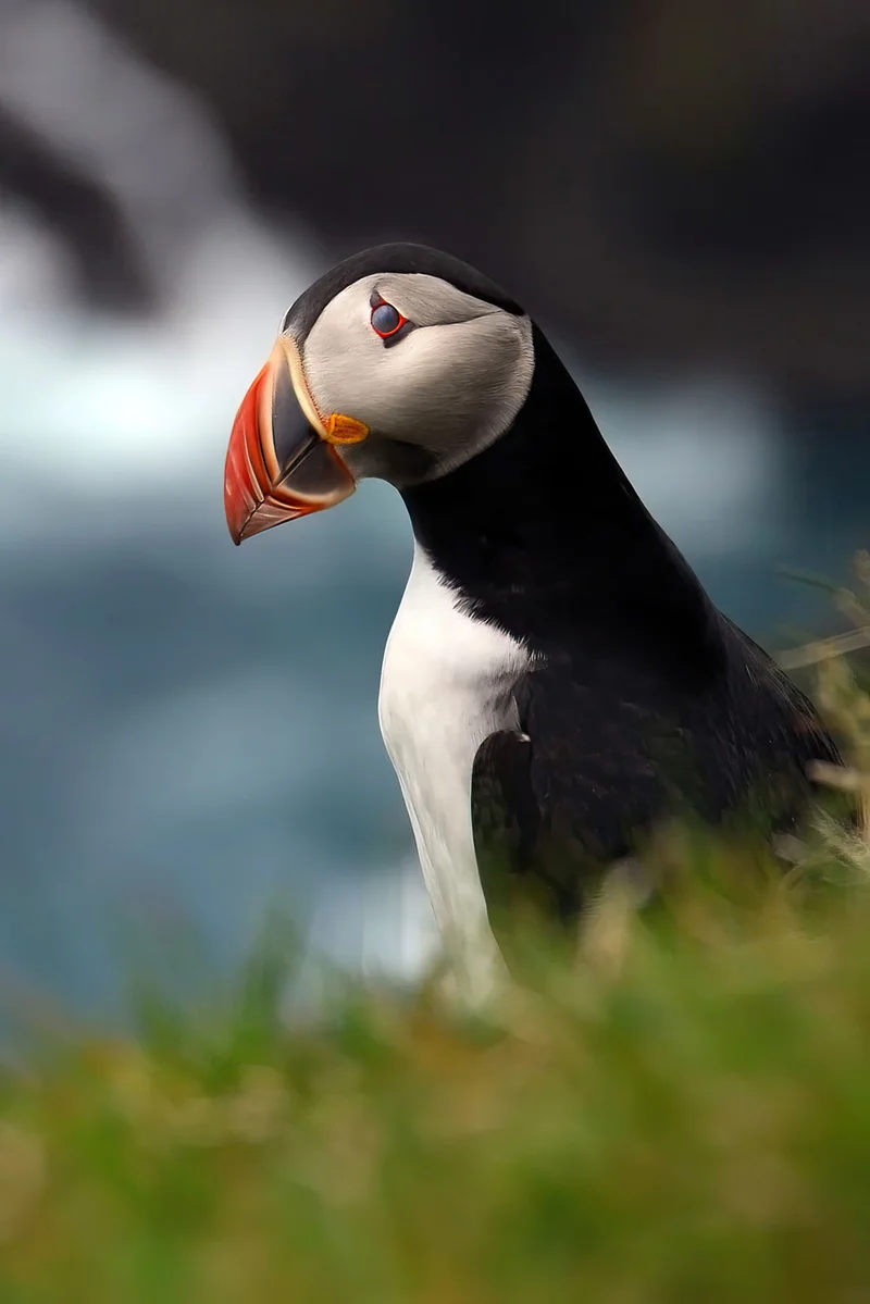 Norwegian Discovery: Svalbard and the Northern Fjords