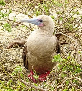 Red-footed boobies