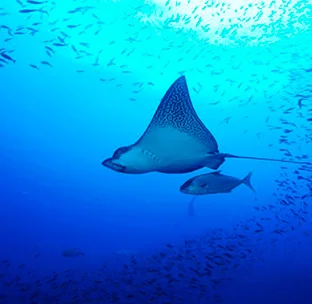 North Seymour Island | Ecuador