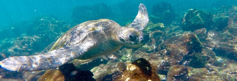 Snorkelling with sea turtles and Galapagos tortoise