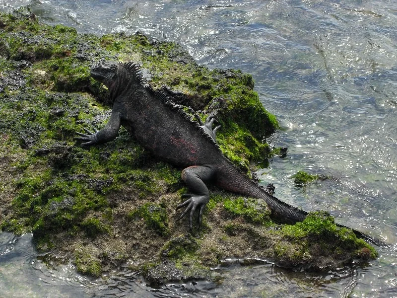 Exploring Galápagos: One Week Sailing the Islands
