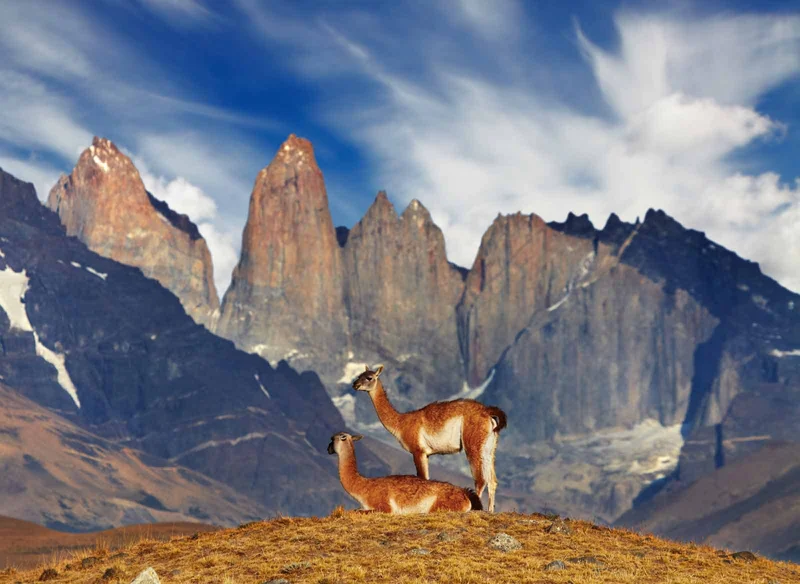 Guanaco | Torres del Paine | Patagonia