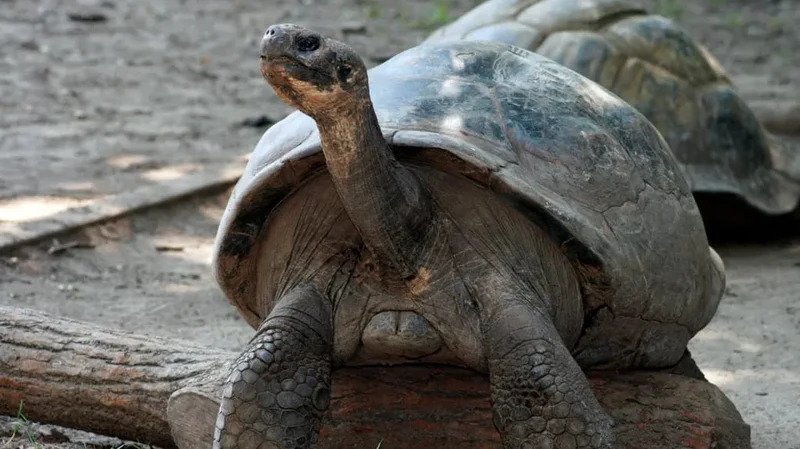 An Endangered Galápagos Tortoise Is a First-Time Mother at 100