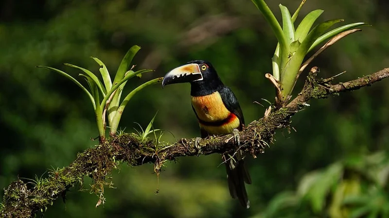 Toucan | Bird-watching | Costa Rica 
