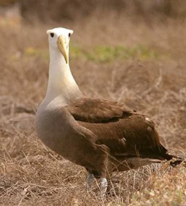 Waved Albatross
