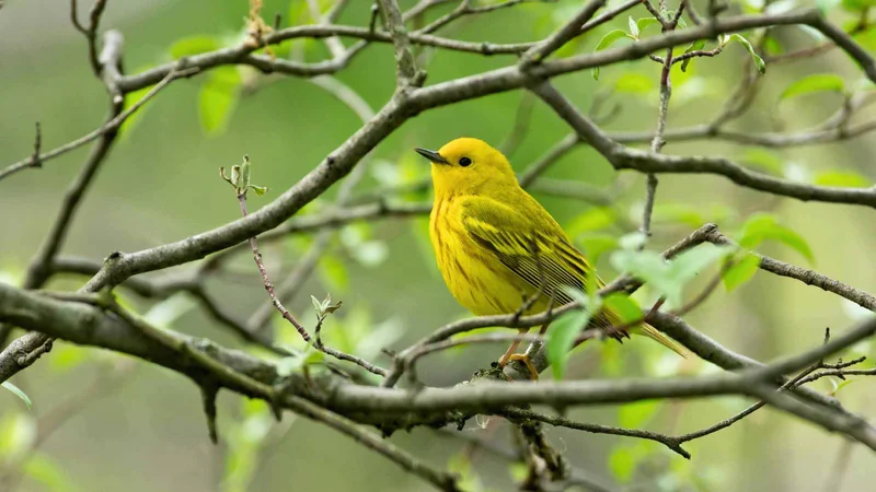 Cráteres gemelos | Yellow Warbler | Galapagos Islands Cráteres gemelos | Yellow Warbler | Galapagos Islands