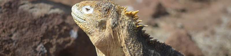 Galapagos