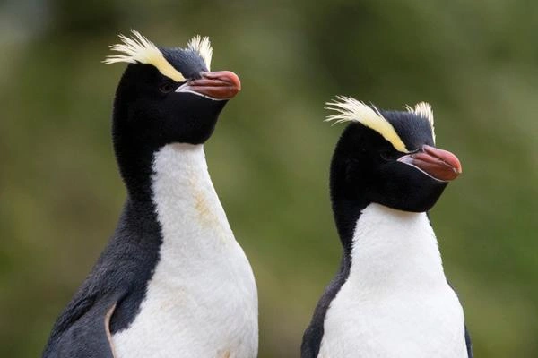 Erect-crested Penguin, Eudyptes sclateri