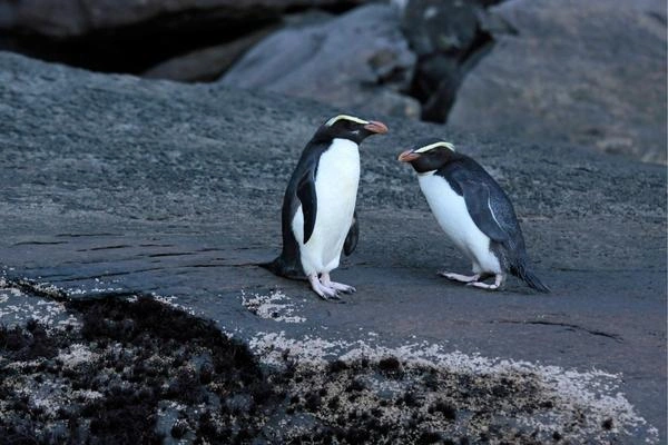 Fiordland Crested Penguin (Eudyptes pachyrhynchus)