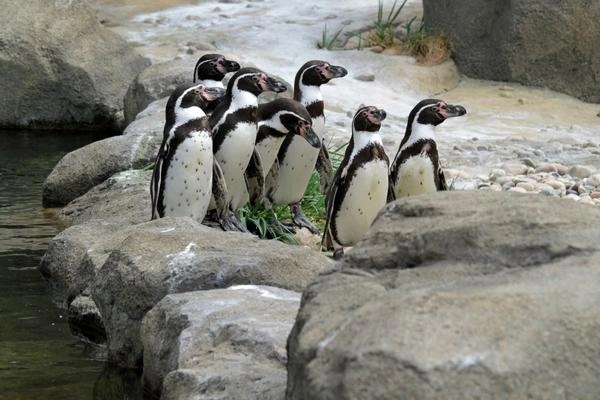 Humboldt Penguins