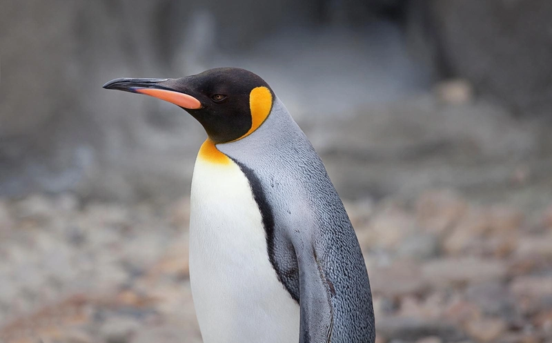 King penguin