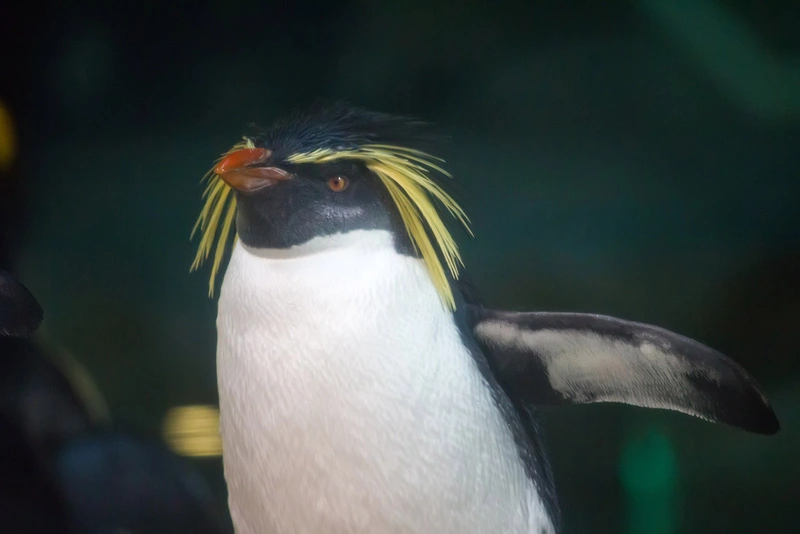 Macaroni penguin