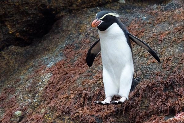 Snares Penguin, Eudyptes robustus