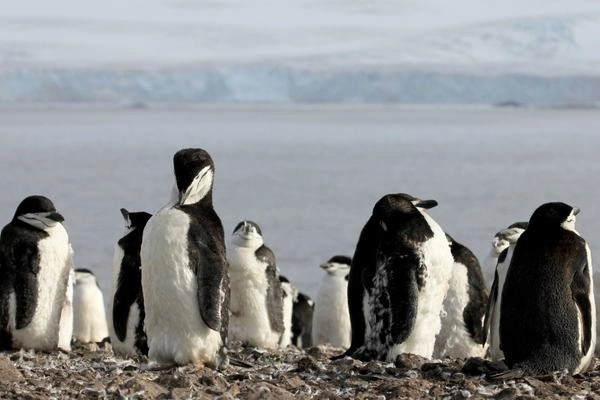 Wild chinstrap penguins, Antarctica