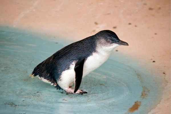 fairy penguin